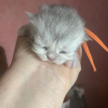 chaton British Longhair blue golden shaded Bodhi chatterie des rêves d'O Anna