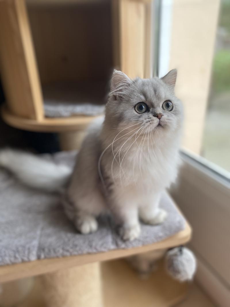 Bodhi des rêves d'O Anna Mâle British Longhair
