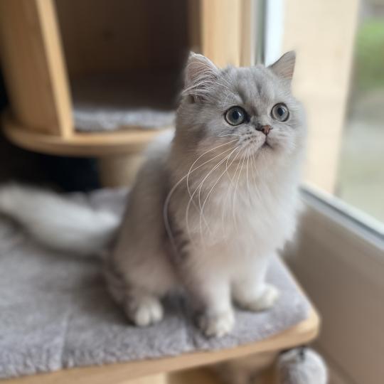 Bodhi des rêves d'O Anna Mâle British Longhair