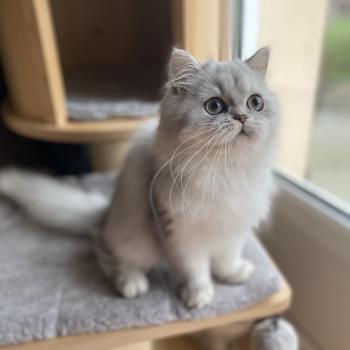 chaton British Longhair blue golden shaded Bodhi chatterie des rêves d'O Anna