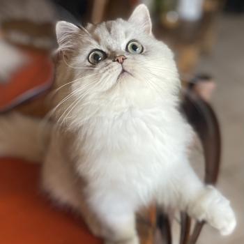chaton British Longhair blue golden shaded Bodhi chatterie des rêves d'O Anna