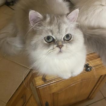 chaton British Longhair blue golden shaded Bodhi chatterie des rêves d'O Anna