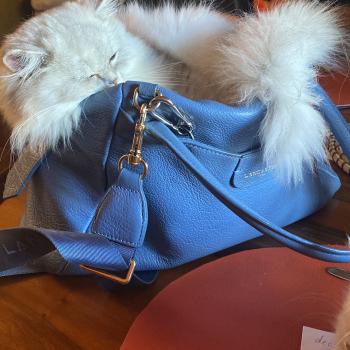 chaton British Longhair blue golden shaded Bodhi chatterie des rêves d'O Anna