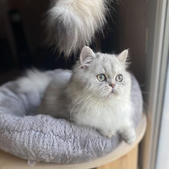 Bodhi des rêves d'O Anna Mâle British Longhair