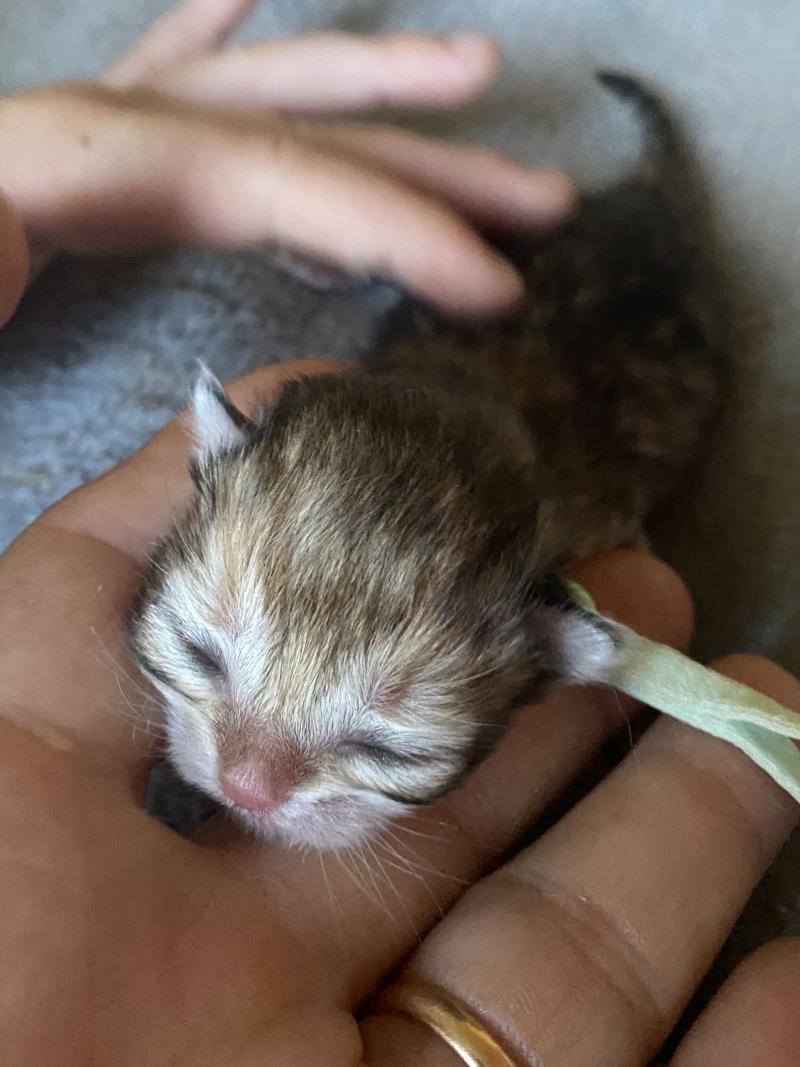 Baron des rêves d'O Anna Mâle British Longhair