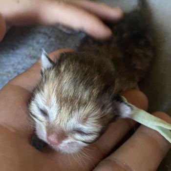 chaton British Longhair blue shell point Baron chatterie des rêves d'O Anna