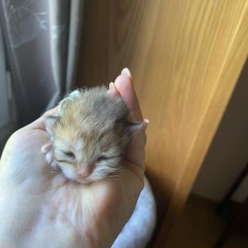 chaton British Longhair black golden shaded tabby Baron chatterie des rêves d'O Anna