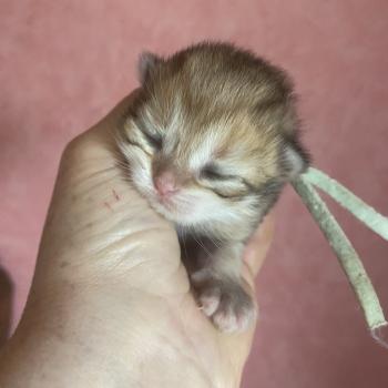 chaton British Longhair black golden shaded tabby Baron chatterie des rêves d'O Anna