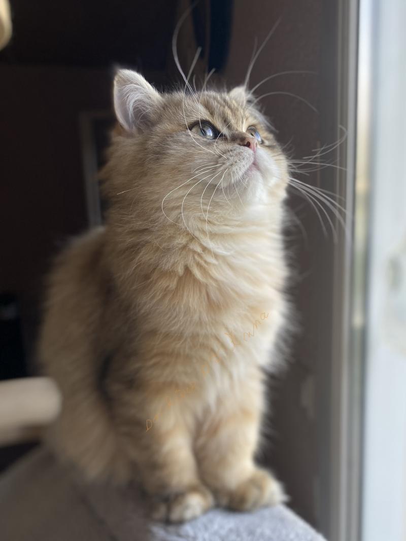 Baron des rêves d'O Anna Mâle British Longhair