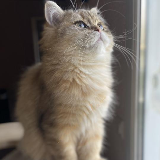 Baron des rêves d'O Anna Mâle British Longhair