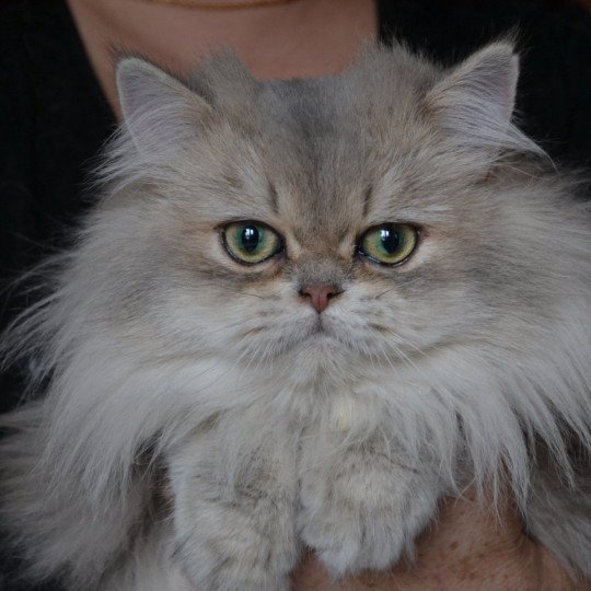Keizercats Teddy Mâle British Longhair