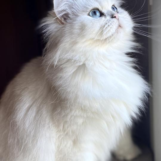 Nicol Mirabella House Femelle British Longhair