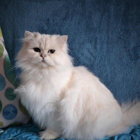 Nicol Mirabella House Femelle British Longhair
