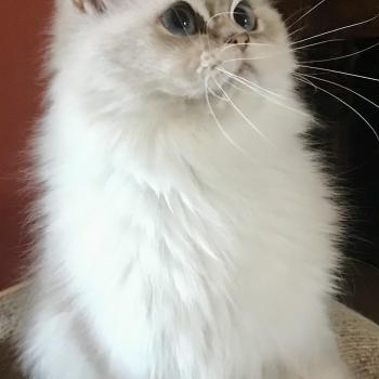 chat British Longhair blue golden shaded point Thelma Deux De Vis A Vis chatterie des rêves d'O Anna