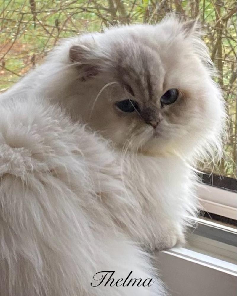 Thelma Deux De Vis A Vis De Vis A Vis Femelle British Longhair