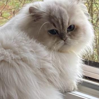 chat British Longhair blue golden shaded point Thelma Deux De Vis A Vis chatterie des rêves d'O Anna