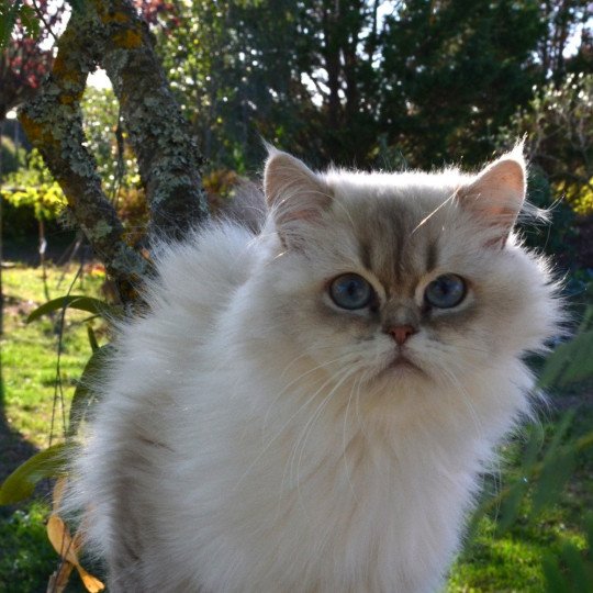 Thelma Deux De Vis A Vis De Vis A Vis Femelle British Longhair