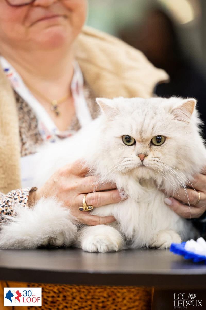 Toulouse des rêves d’O Anna des rêves d'O Anna Mâle British Longhair