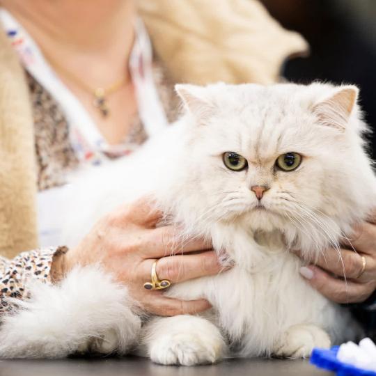 Toulouse des rêves d’O Anna des rêves d'O Anna Mâle British Longhair