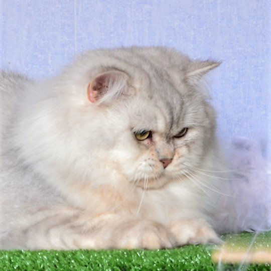 Toulouse des rêves d’O Anna des rêves d'O Anna Mâle British Longhair