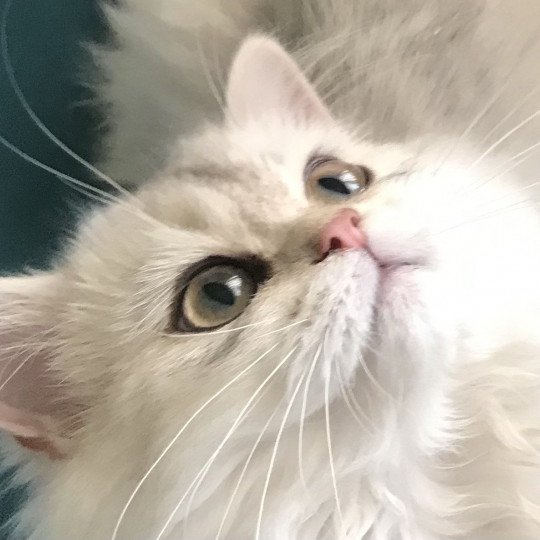 Ulysia des rêves d'O Anna Femelle British Longhair