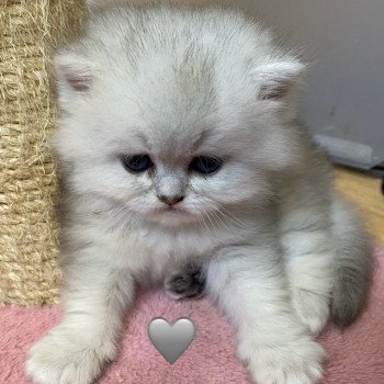 chaton British Longhair black silver shaded Vagabon chatterie des rêves d'O Anna chaton British Longhair black silver shaded Vagabon chatterie des rêves d'O Anna