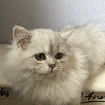chaton British Longhair black silver shaded Voyou chatterie des rêves d'O Anna chaton British Longhair black silver shaded Voyou chatterie des rêves d'O Anna