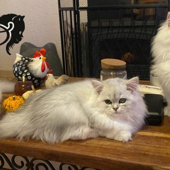 chaton British Longhair black silver shaded Voyou chatterie des rêves d'O Anna chaton British Longhair black silver shaded Voyou chatterie des rêves d'O Anna