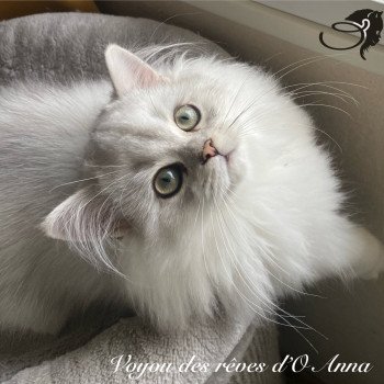 chaton British Longhair black silver shaded Voyou chatterie des rêves d'O Anna chaton British Longhair black silver shaded Voyou chatterie des rêves d'O Anna