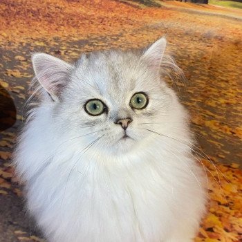 chaton British Longhair black silver shaded Voyou chatterie des rêves d'O Anna chaton British Longhair black silver shaded Voyou chatterie des rêves d'O Anna