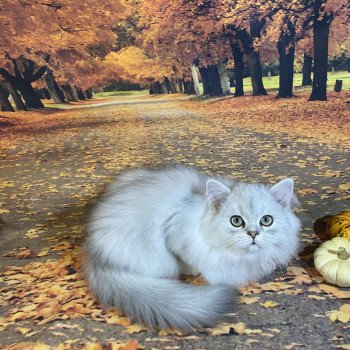 chaton British Longhair black silver shaded Voyou chatterie des rêves d'O Anna chaton British Longhair black silver shaded Voyou chatterie des rêves d'O Anna