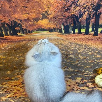 chaton British Longhair black silver shaded Voyou chatterie des rêves d'O Anna chaton British Longhair black silver shaded Voyou chatterie des rêves d'O Anna