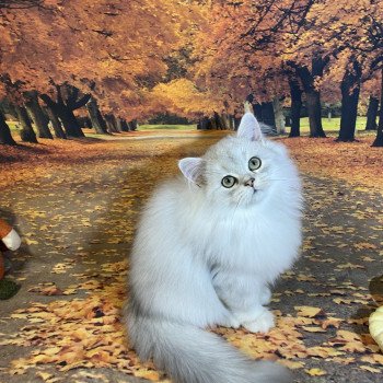 chaton British Longhair black silver shaded Voyou chatterie des rêves d'O Anna chaton British Longhair black silver shaded Voyou chatterie des rêves d'O Anna