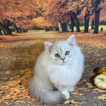 chaton British Longhair black silver shaded Voyou chatterie des rêves d'O Anna chaton British Longhair black silver shaded Voyou chatterie des rêves d'O Anna