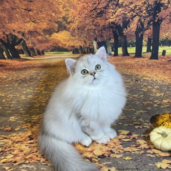 chaton British Longhair black silver shaded Voyou chatterie des rêves d'O Anna chaton British Longhair black silver shaded Voyou chatterie des rêves d'O Anna