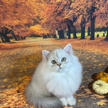chaton British Longhair black silver shaded Voyou chatterie des rêves d'O Anna chaton British Longhair black silver shaded Voyou chatterie des rêves d'O Anna