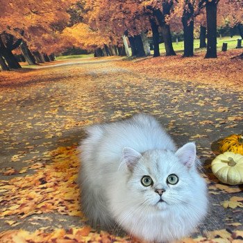 chaton British Longhair black silver shaded Voyou chatterie des rêves d'O Anna chaton British Longhair black silver shaded Voyou chatterie des rêves d'O Anna