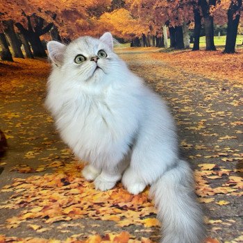 chaton British Longhair black silver shaded Voyou chatterie des rêves d'O Anna chaton British Longhair black silver shaded Voyou chatterie des rêves d'O Anna