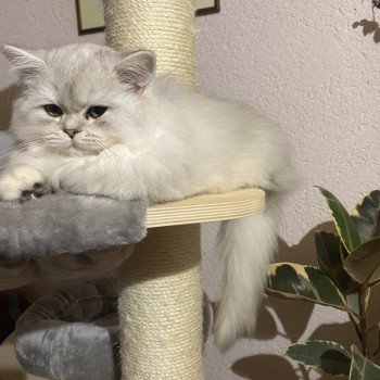 chaton British Longhair black silver shaded Voyou chatterie des rêves d'O Anna chaton British Longhair black silver shaded Voyou chatterie des rêves d'O Anna