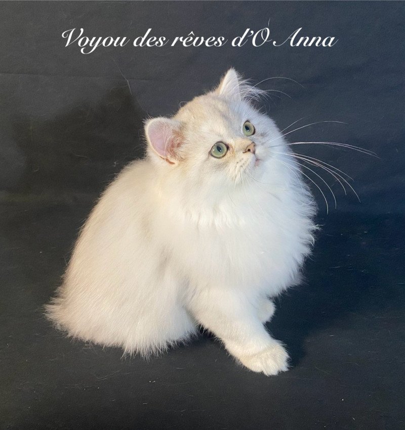 Voyou des rêves d'O Anna Mâle British Longhair Voyou des rêves d'O Anna Mâle British Longhair