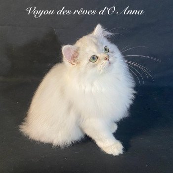 chaton British Longhair black silver shaded Voyou chatterie des rêves d'O Anna chaton British Longhair black silver shaded Voyou chatterie des rêves d'O Anna