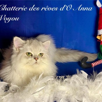 chaton British Longhair black silver shaded Voyou chatterie des rêves d'O Anna chaton British Longhair black silver shaded Voyou chatterie des rêves d'O Anna