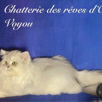 chaton British Longhair black silver shaded Voyou chatterie des rêves d'O Anna chaton British Longhair black silver shaded Voyou chatterie des rêves d'O Anna