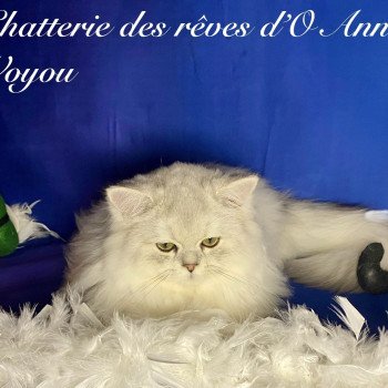 chaton British Longhair black silver shaded Voyou chatterie des rêves d'O Anna chaton British Longhair black silver shaded Voyou chatterie des rêves d'O Anna