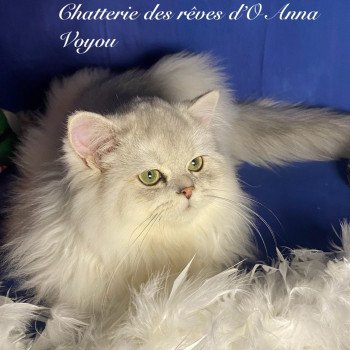 chaton British Longhair black silver shaded Voyou chatterie des rêves d'O Anna chaton British Longhair black silver shaded Voyou chatterie des rêves d'O Anna