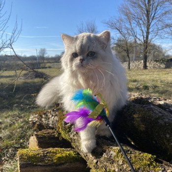 chaton British Longhair black silver shaded Voyou chatterie des rêves d'O Anna chaton British Longhair black silver shaded Voyou chatterie des rêves d'O Anna