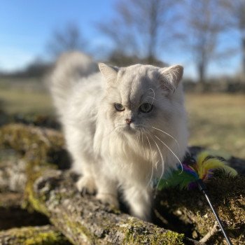 chaton British Longhair black silver shaded Voyou chatterie des rêves d'O Anna chaton British Longhair black silver shaded Voyou chatterie des rêves d'O Anna