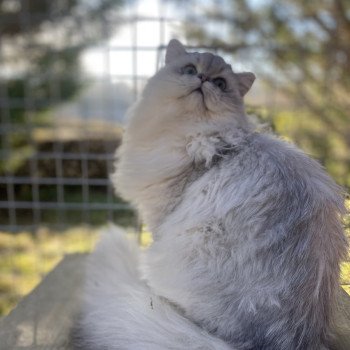 chaton British Longhair black silver shaded Voyou chatterie des rêves d'O Anna chaton British Longhair black silver shaded Voyou chatterie des rêves d'O Anna