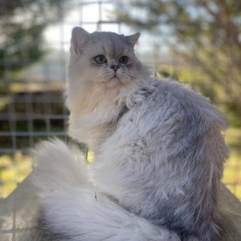 chaton British Longhair black silver shaded Voyou chatterie des rêves d'O Anna chaton British Longhair black silver shaded Voyou chatterie des rêves d'O Anna
