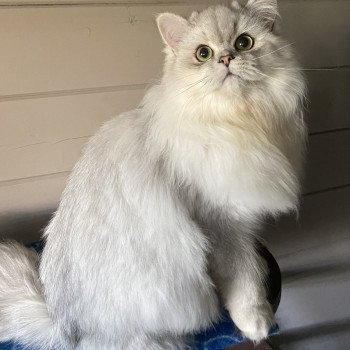 chaton British Longhair black silver shaded Voyou chatterie des rêves d'O Anna chaton British Longhair black silver shaded Voyou chatterie des rêves d'O Anna